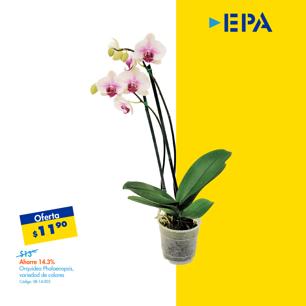 Precios-de-orquidea-natural-en-ferreteria-epa-diciembre-2020 - Ofertas Ahora